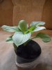 DSCN0928.JPG