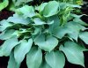 Hosta-Blue-Angel_12909_1280_1280.jpg
