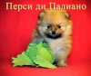 персик.jpg
