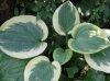 Hosta Summer-in-Georgia3.jpg