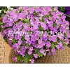 37petpicllavender300.png