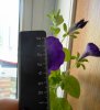 DSCN1431.JPG
