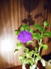 DSCN1466.JPG