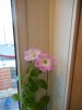 DSCN1459.JPG