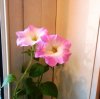 DSCN1460.JPG