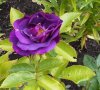 DSCN1603.JPG