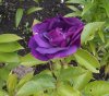 DSCN1604.JPG