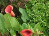 DSC07988.JPG
