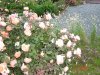 DSC06851.JPG