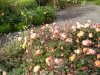 DSC07364.JPG
