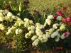 DSC07374.JPG