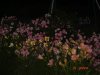 DSC06934.JPG