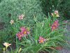 DSC07922.JPG