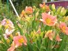 DSC06916.JPG