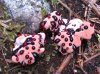 Hydnellum Peckii (1).jpg