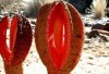 las-8-plantas-mas-extranas3.jpg
