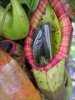 54433991_plant-660x350.jpeg