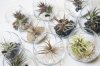 tillandsia-wedding-centerpiece-jewelry1.jpg