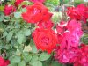 DSC07975.JPG