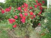DSC07973.JPG