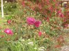 DSC07815.JPG