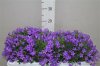 campanula.jpg