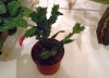 DSCN2481.JPG