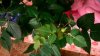WP_20151201_07_32_22_Pro.jpg