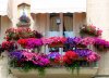 petunias-geraniso-bordas.jpg