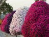 petunia_trees_wallpaper_wtus.jpg