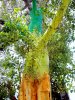 arboles pintados decorados jardinitis 2.jpg