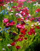 Casa-Lapostolle-Wild-Flowers-(18x24).jpg