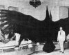 10_largest_animalls_4.jpg