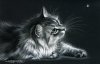 art-cat-white-and-black-Favim.com-2755197.jpg