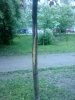 IMG_20170601_083622.jpg