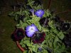 DSCN3203.JPG