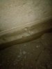 IMG-20170810-WA0045.jpeg