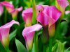 CI-Bulbcom-calla-lily_Zantedeschia-Rubylite-Rose-bulb-flower_s4x3_lg.jpg